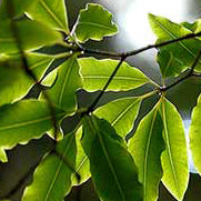 Pittosporum eugenioides - Tarata ('Lemonwood')