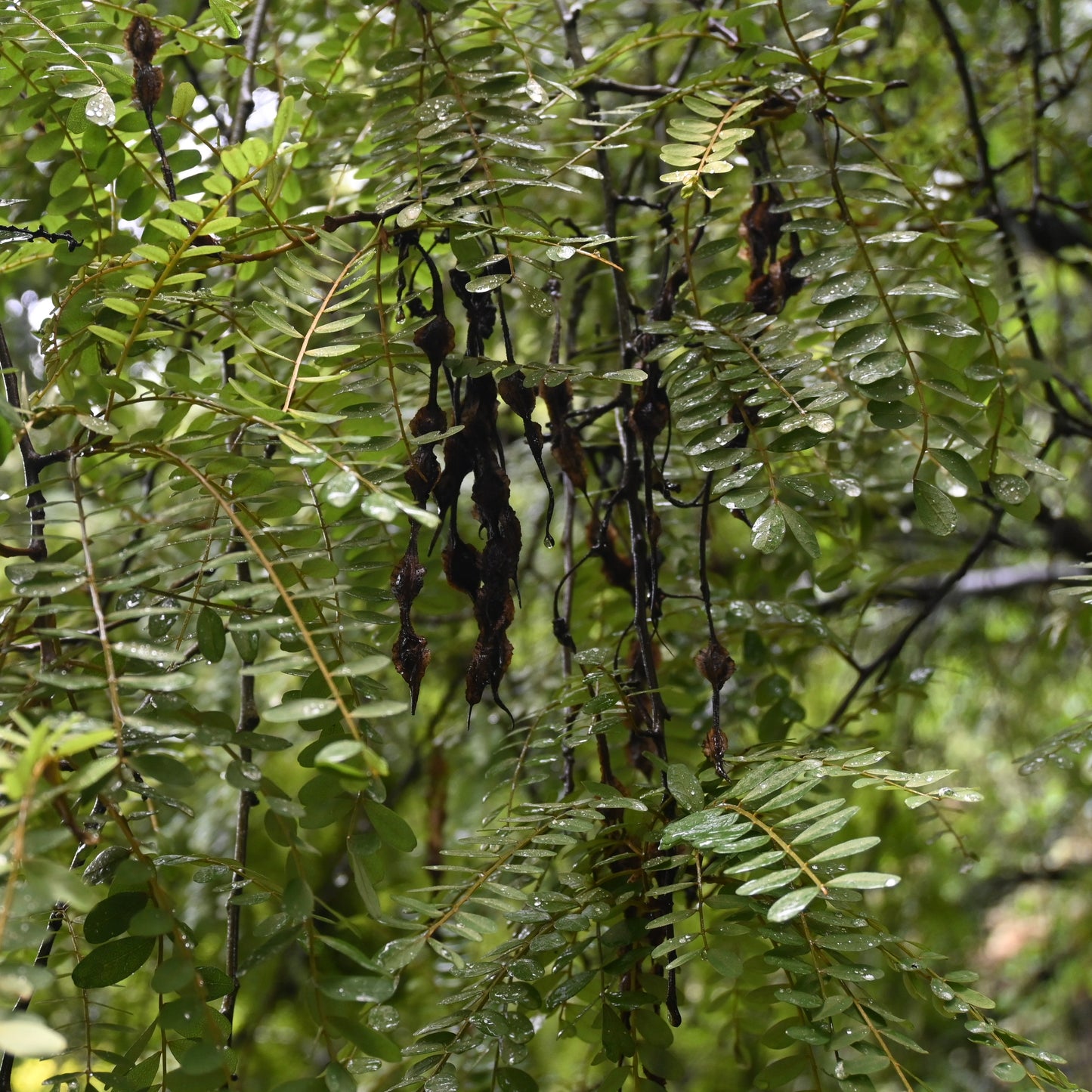 Sophora tetraptera - Kōwhai ('Large-leaved Kōwhai')